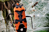 Саратовец показал эффектных насекомых Кумысной поляны 